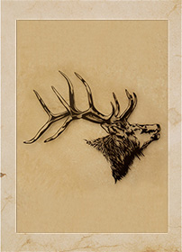 Elk