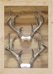 Antler Reproduction