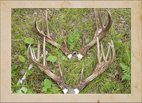 Antler Reproduction